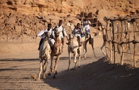 Camel racing